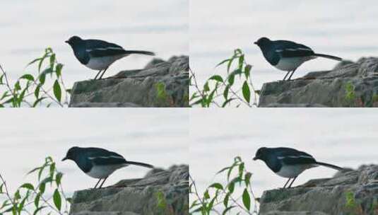 立冬早晨杭州西湖栖息的鸟类高清在线视频素材下载