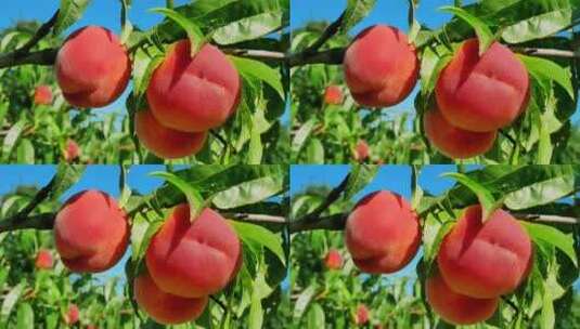 4k特写成熟的桃子高清在线视频素材下载