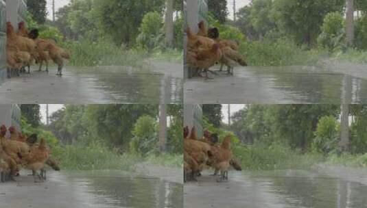 农村台风狂风暴雨倾盆大雨鸡高清在线视频素材下载