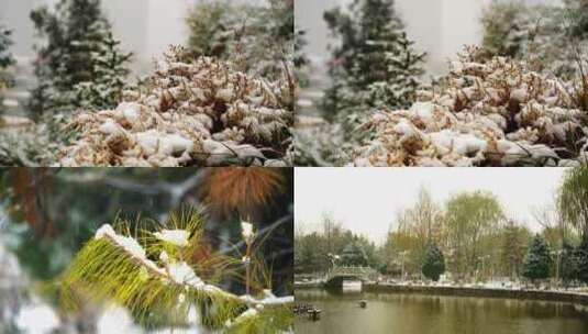 雪花 松树 雪松高清在线视频素材下载