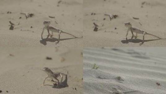 沙漠鬣蜥（片场）高清在线视频素材下载