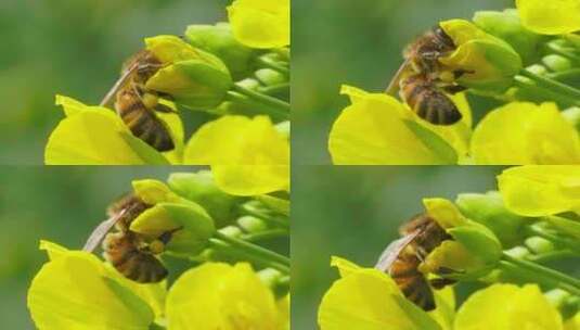 微距特写蜜蜂采蜜头伸进花心绒毛清晰可见高清在线视频素材下载