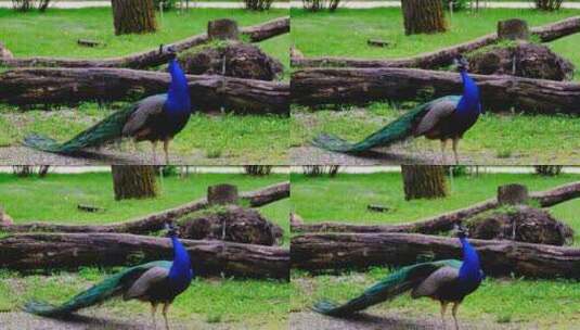 在草地里呼唤雌性孔雀的雄孔雀高清在线视频素材下载