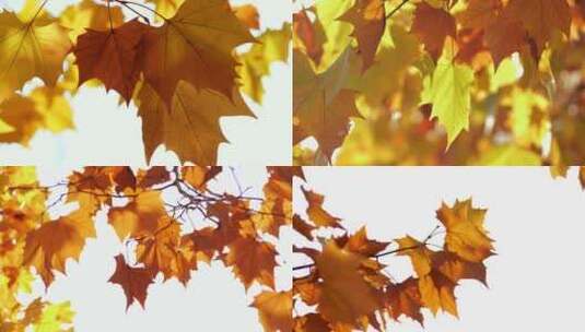 逆光树叶唯美意境秋天金黄金秋阳光透过树叶高清在线视频素材下载