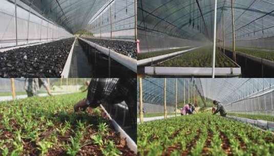 大棚里的石斛种植浇灌养护高清在线视频素材下载