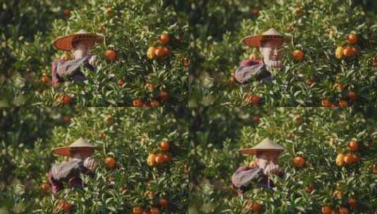 男人农民在桔子园采摘橘子高清在线视频素材下载