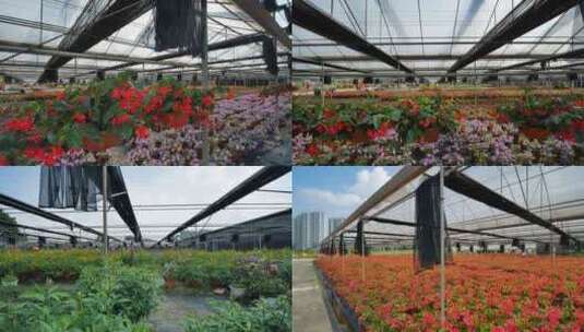温室大棚花卉种植育苗高清在线视频素材下载