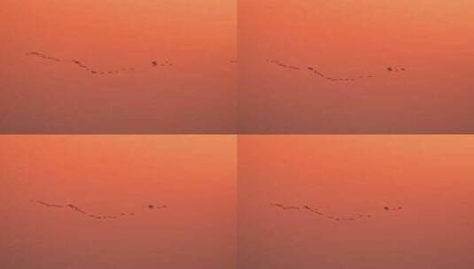 湿地飞鸟迁徙唯美升格镜头高清在线视频素材下载