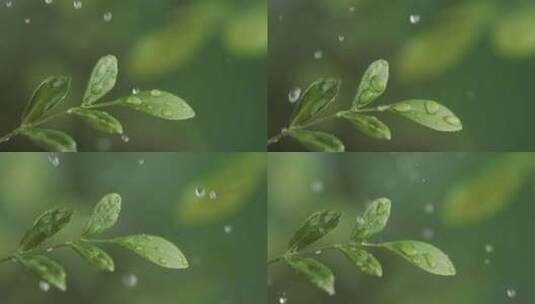 雨中绿叶雨滴落在树叶上雨滴落下九里香绿叶高清在线视频素材下载
