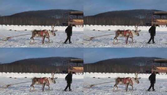 内蒙古敖鲁古雅鄂温克族乡驯鹿爬犁高清在线视频素材下载