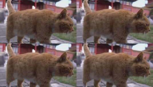 故宫里的猫高清在线视频素材下载