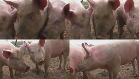 实拍养猪厂小猪大猪高清在线视频素材下载