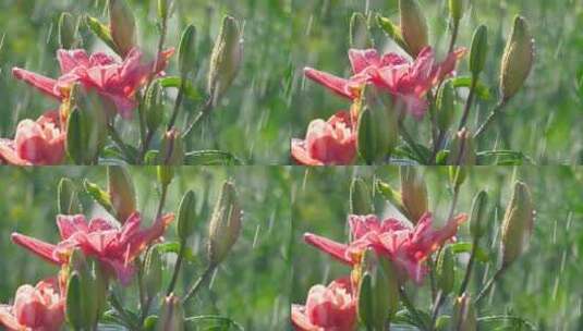 雨滴落在百合花的花瓣上高清在线视频素材下载