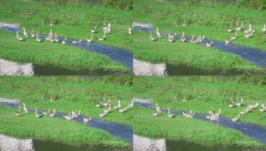 河边的大鹅高清在线视频素材下载