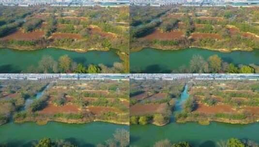 杭州西湖区西溪湿地景区景观风景视频素材高清在线视频素材下载