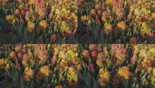 4k风景航拍秋天的森林镜头推进高清在线视频素材下载