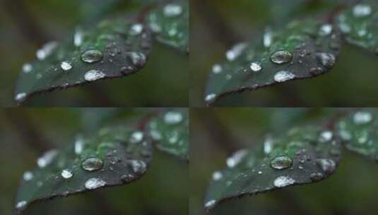 春天下雨天树叶雨滴水滴水珠的治愈风景高清在线视频素材下载