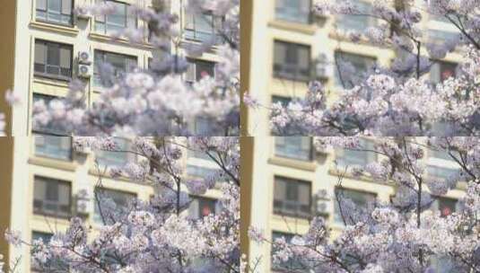 C0088春天的樱花超级美 城市里的樱花高清在线视频素材下载