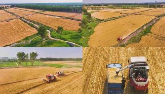 麦田金色麦田丰收小麦麦穗收割丰收农田高清在线视频素材下载