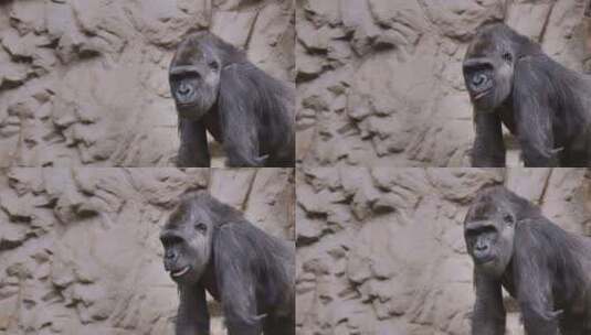 一只大型雄性大猩猩坐在岩石背景下咀嚼东西高清在线视频素材下载