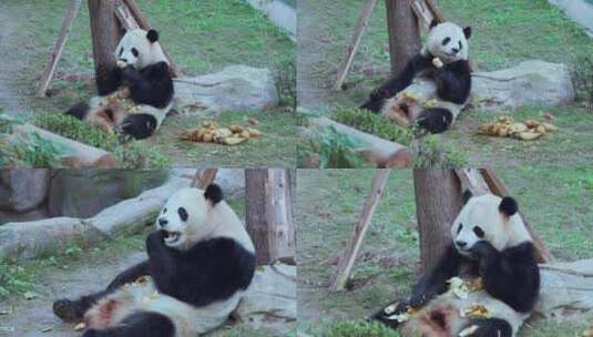动物园可爱大熊猫吃竹笋视频合集高清在线视频素材下载