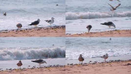 沙滩海滩上的海鸥休息的海鸥高清在线视频素材下载