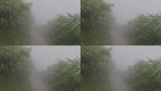 雾气浓雾迷雾森林小道高清在线视频素材下载
