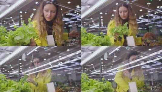 妇女在杂货店农产品部挑选新鲜莴苣高清在线视频素材下载