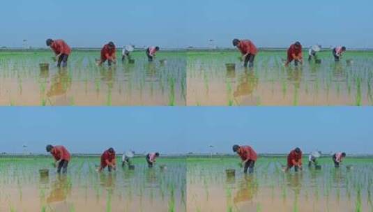 4k高清实拍水稻插秧农民劳作农田高清在线视频素材下载