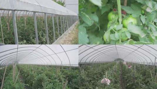 农业大棚西红柿种植番茄温室瓜果蔬菜3高清在线视频素材下载