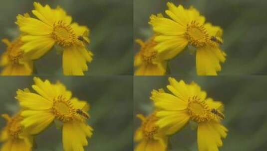 户外野花 山野 野菊花 花海高清在线视频素材下载