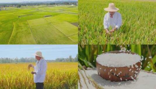 稻田 插秧 水稻 大米高清在线视频素材下载