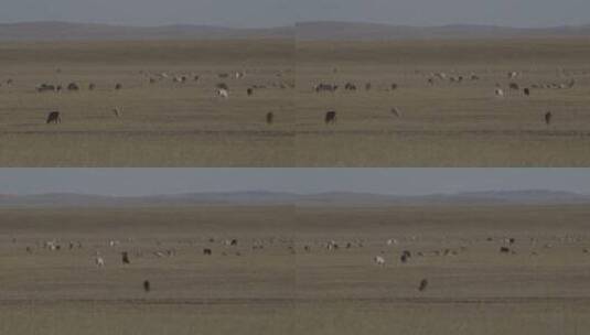 秋天草原上的牛羊高清在线视频素材下载