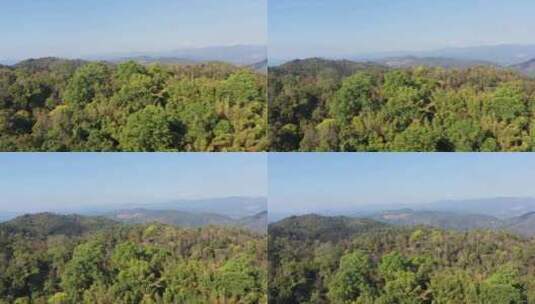 航拍云南省景迈山原始森林风光高清在线视频素材下载