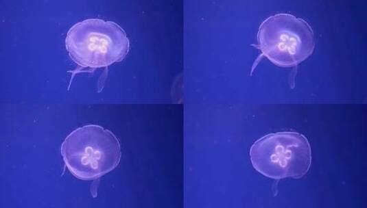 发光的水母在水族馆游泳高清在线视频素材下载