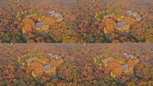 南京钟山风景区灵谷寺秋景高清在线视频素材下载