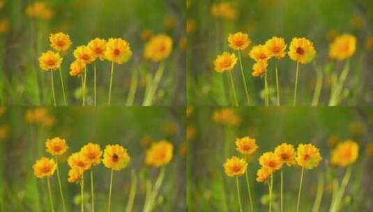 野菊花花朵高清在线视频素材下载