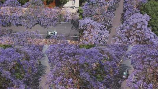 F昆明蓝花楹航拍高清在线视频素材下载