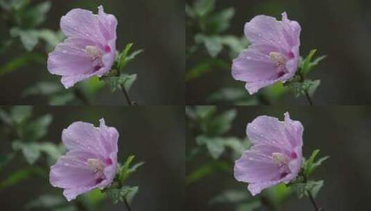 木槿花特写高清在线视频素材下载