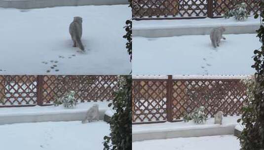 雪地中行走嬉戏的小猫高清在线视频素材下载