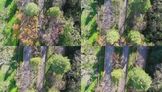 南京秋天 明孝陵 紫金山 钟山风景区高清在线视频素材下载