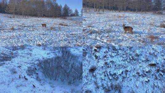 冬天树林雪地野鹿狍子高清在线视频素材下载