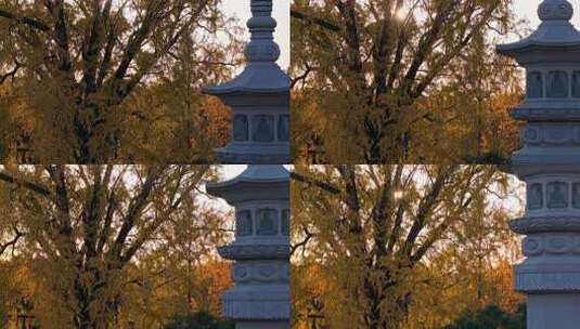 浙江嘉兴梅花洲石佛寺千年银杏航拍高清在线视频素材下载