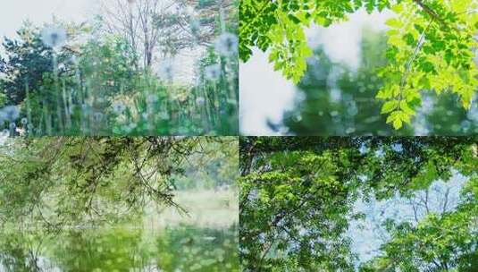 夏天阳光树叶立夏夏至小暑大暑夏日小清新高清在线视频素材下载