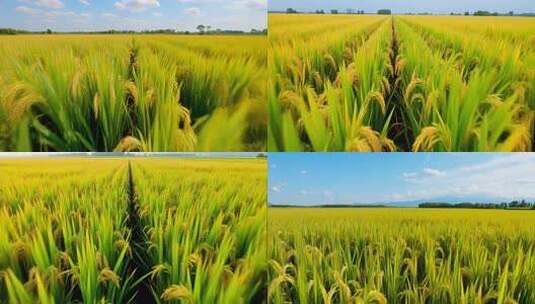 金黄稻田田园风光高清在线视频素材下载