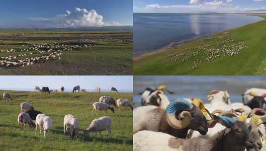 青海湖牧场上的羊群高清在线视频素材下载