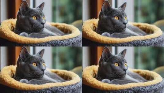 慵懒灰猫舒适猫窝享受惬意时光高清在线视频素材下载
