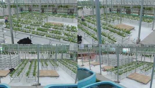 温室大棚内蔬菜种植场景高清在线视频素材下载