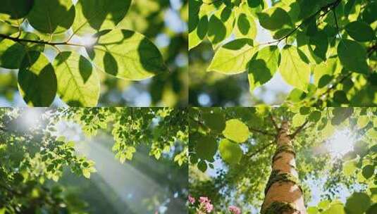 阳光透过树叶 绿意盎然 森林阳光高清在线视频素材下载