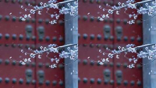 雪中绽放的枝头花朵特写高清在线视频素材下载